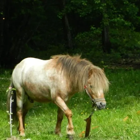 Pensiunea Valea Negrasului 3* Trăisteni